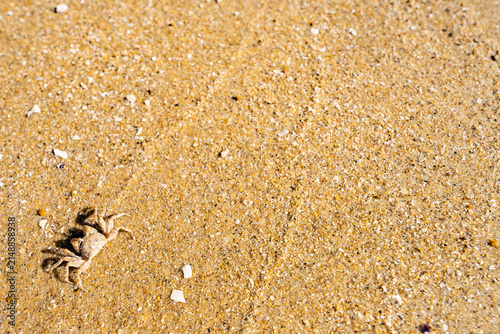 Fotografie Tiny crab on golden sand with broad copy space