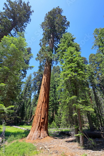 Giant sequoia trees at Sequoia National Park in Sequoia National Park, California, United States
