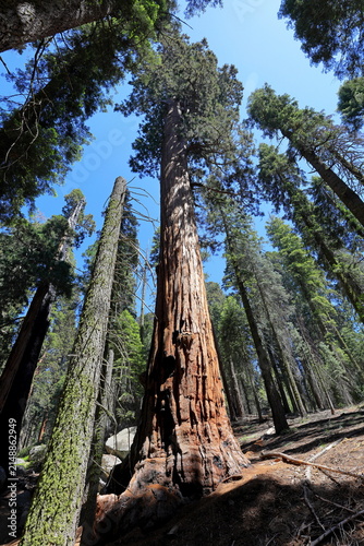 Giant sequoia trees at Sequoia National Park in Sequoia National Park, California, United States