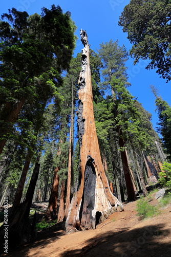 Giant sequoia trees at Sequoia National Park in Sequoia National Park, California, United States