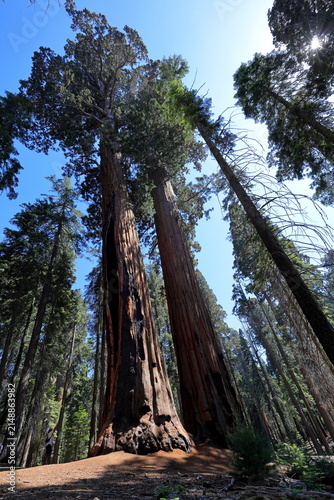 Giant sequoia trees at Sequoia National Park in Sequoia National Park, California, United States