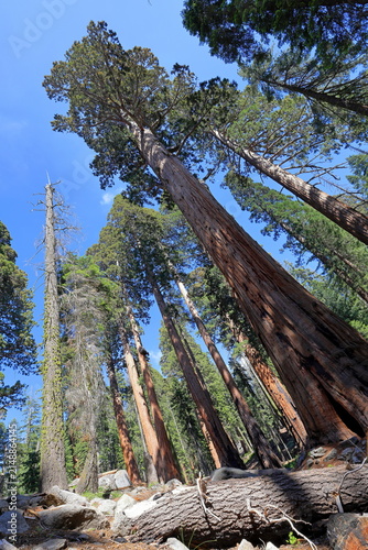 Giant sequoia trees at Sequoia National Park in Sequoia National Park, California, United States