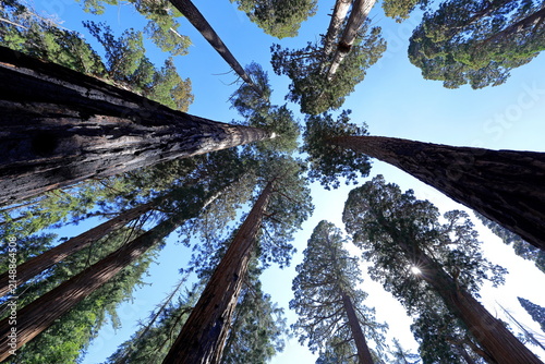 Giant sequoia trees at Sequoia National Park in Sequoia National Park, California, United States