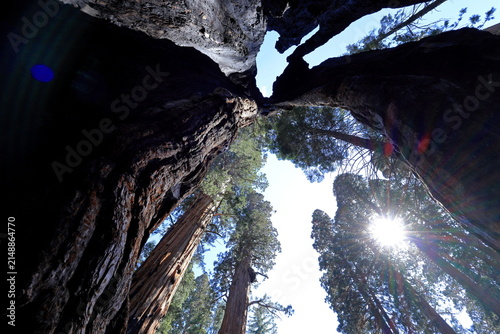 Giant sequoia trees at Sequoia National Park in Sequoia National Park, California, United States