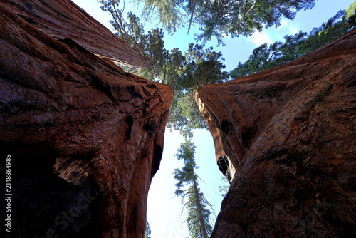 Giant sequoia trees at Sequoia National Park in Sequoia National Park, California, United States