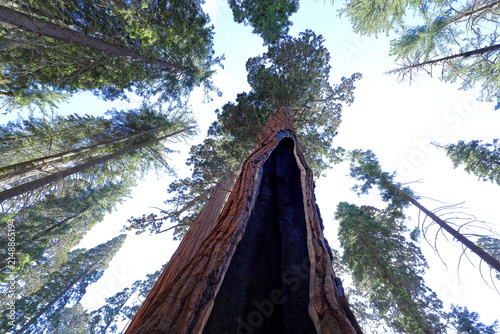 Giant sequoia trees at Sequoia National Park in Sequoia National Park, California, United States