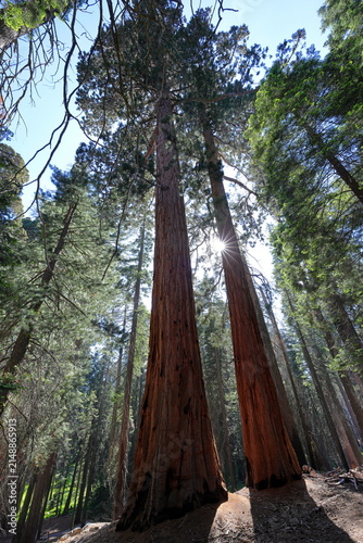 Giant sequoia trees at Sequoia National Park in Sequoia National Park, California, United States
