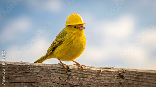 Little yellow canary bird wearing a tiny miniature plastic yellow hard hat on a wooden plank