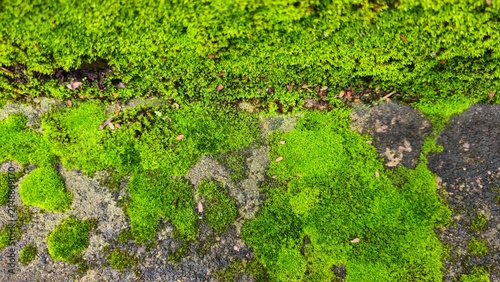 Obraz na plátně Vibrant green mossy texture on weathered stone with garden hedge, Lush Green Mos