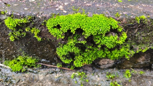 Obraz na plátně Vibrant green mossy texture on weathered stone with garden hedge, Lush Green Mos
