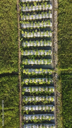 Vegetable garden beds with irrigation channels viewed from directly overhead at golden hour