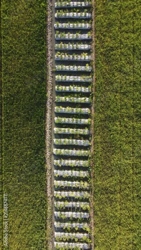 Vegetable garden beds with irrigation channels viewed from directly overhead at golden hour