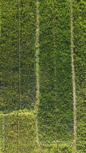 Rice field patterns from directly overhead with geometric agricultural textures at golden hour