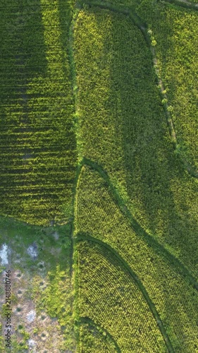 Rice field patterns from directly overhead with geometric agricultural textures at golden hour
