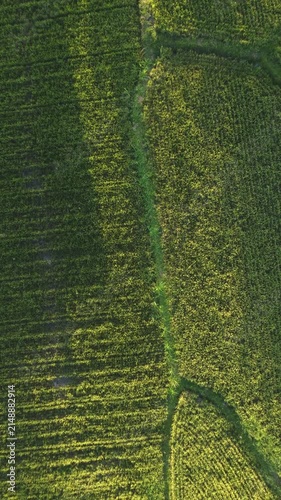 Rice field patterns from directly overhead with geometric agricultural textures at golden hour