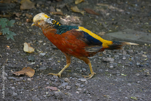 A profile of a vibrant male golden pheasant, Chrysolophus pictus, walking across dark gravel ground, showcasing its brilliant multicolored plumage in natural light.