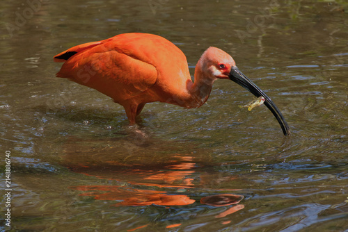 A vibrant scarlet ibis, Eudocimus ruber, wades in shallow water, catching a small fish in its long, curved black beak with its bright reflection visible below.
