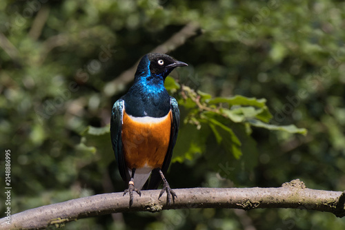 A profile of an adult superb starling, Lamprotornis superbus, perched on a branch, showcasing iridescent blue plumage, a white breast band, and a cream-colored eye.