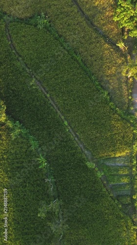 Rice field patterns from directly overhead with geometric agricultural textures at golden hour