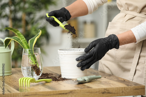 Obraz na plátně Woman adding soil into pot for transplanting sansevieria plant on table at home