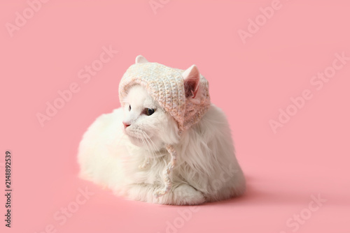 Cute white cat in funny hat...