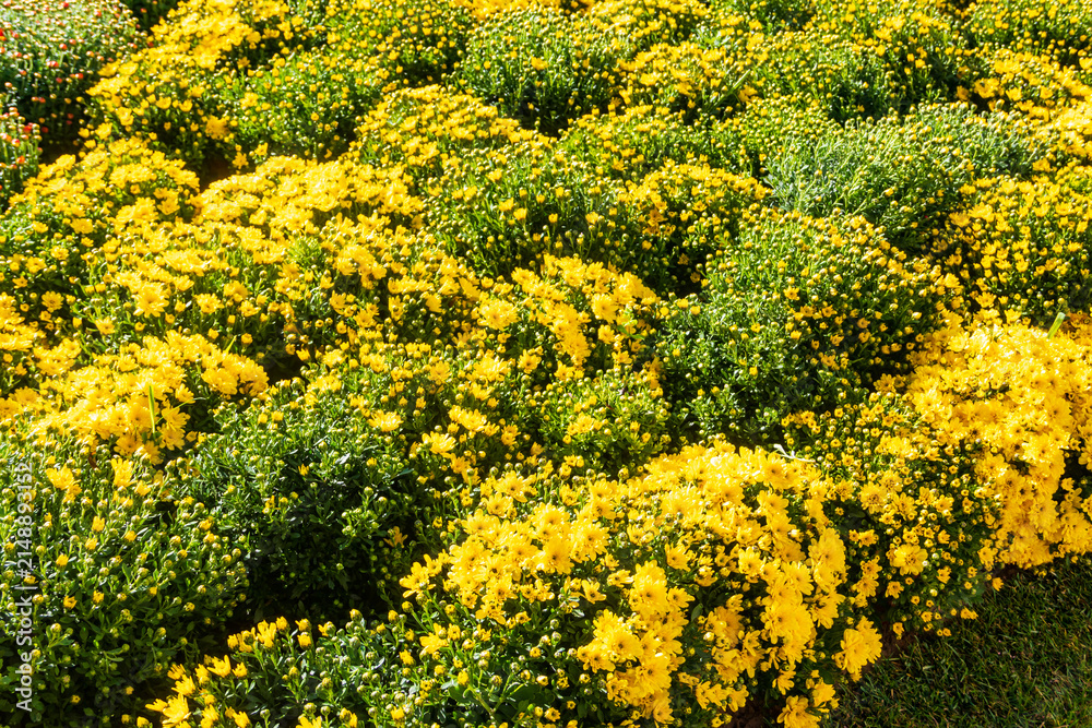 Obraz premium Vibrant background of yellow chrysanthemum flower bushes with green buds blooming in autumn garden