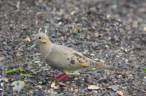 mourning dove on the ground