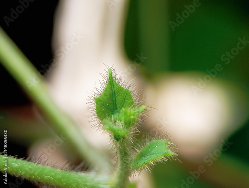Fotografie Macro shot of a young fuzzy green plant shoot growing outdoors.