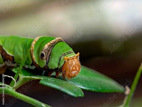 Fotografía Green caterpillar with eye spots resting on a stem outdoors.