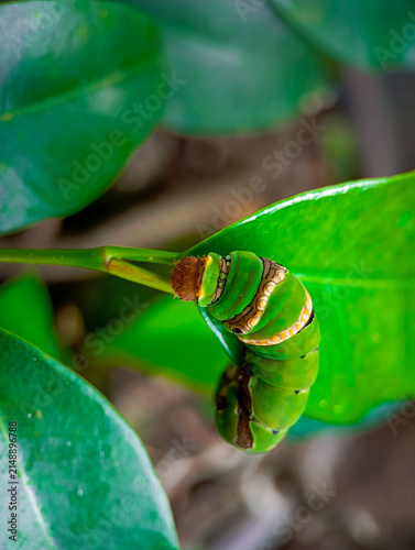 фотографія Green caterpillar with eye spots resting on a stem outdoors.
