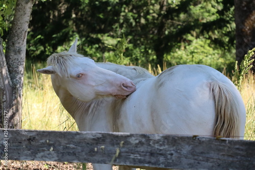 Obraz na plátně White Horse Scratching