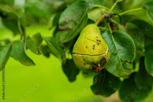 Foto Green pear fruit damaged by scab disease close up