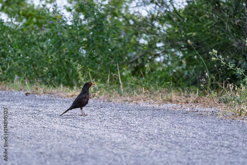 Foto Male common blackbird Turdus merula walking on asphalt road carrying insect in b