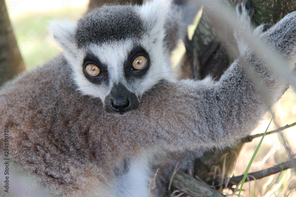 Fototapeta premium ring-tailed lemur in a zoo in france 