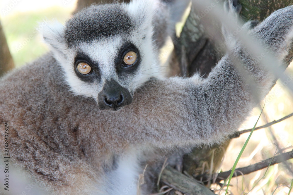 Fototapeta premium ring-tailed lemur in a zoo in france 