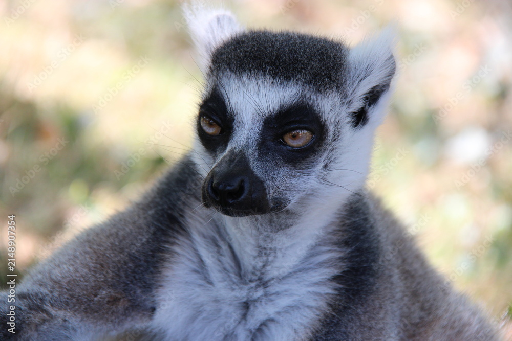 Fototapeta premium ring-tailed lemur in a zoo in france 