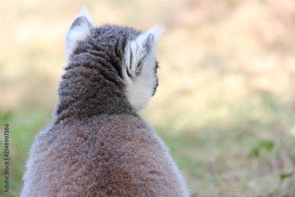 Fototapeta premium ring-tailed lemur in a zoo in france
