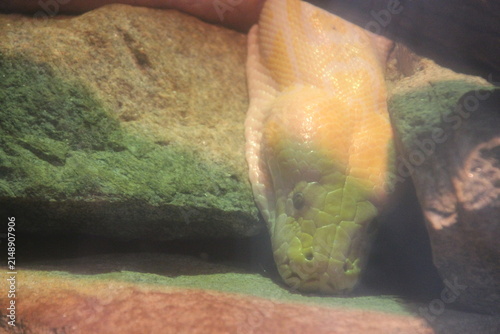Foto burmese python in a zoo in france