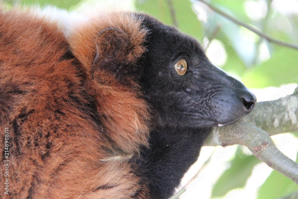 Fototapeta premium red ruffed lemur in a zoo in france