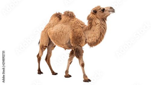 Картината върху платно Wild brown dromedary camel standing profile view safari mammal animal isolated o
