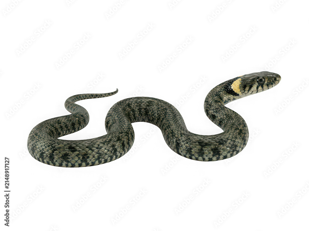 Obraz premium A small grass snake with a yellow mark on its head crawling on the ground