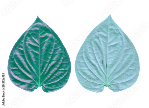Quadro su tela Front and back view of fresh green betel leaves isolated on black
