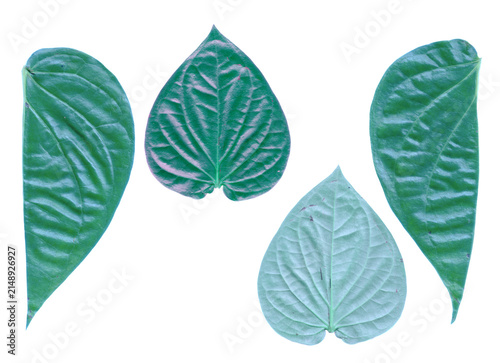 Bild auf Leinwand Collection of fresh green betel leaves showing different angles isolated on blac
