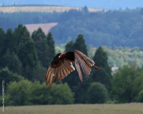 Turkey Vulture Flying