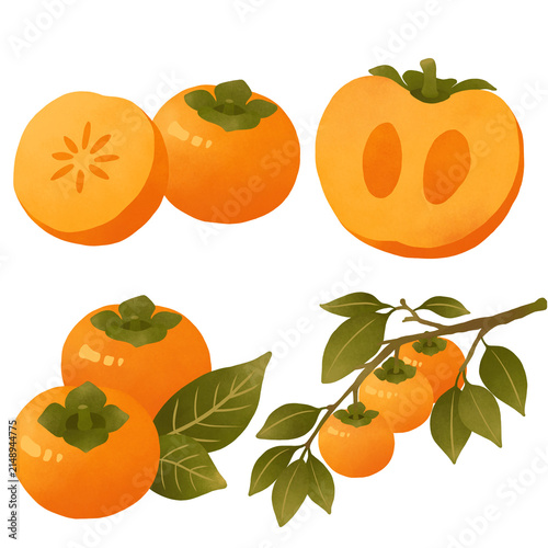 Watercolor-style hand-drawn illustration of a persimmon