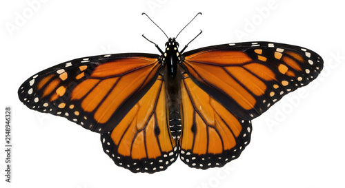 Beautiful orange monarch butterfly with black patterns on its open wings isolated on transparent background