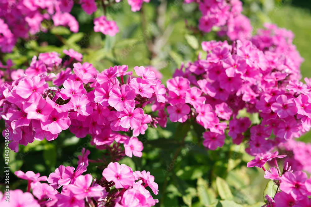 Obraz premium Lush magenta phlox paniculata flower clusters blooming in summer garden. Dense pink blossoms form rich natural texture under bright sun. Beautiful perennial plant showcases vibrant floral background a