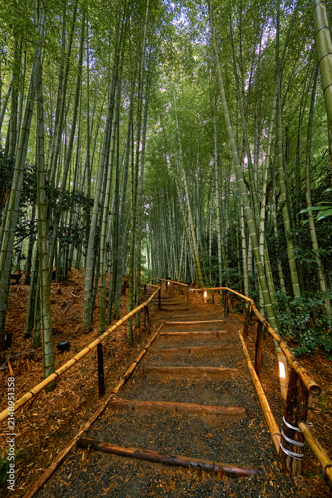 Fototapeta premium Beautiful bamboo forest on a summer day