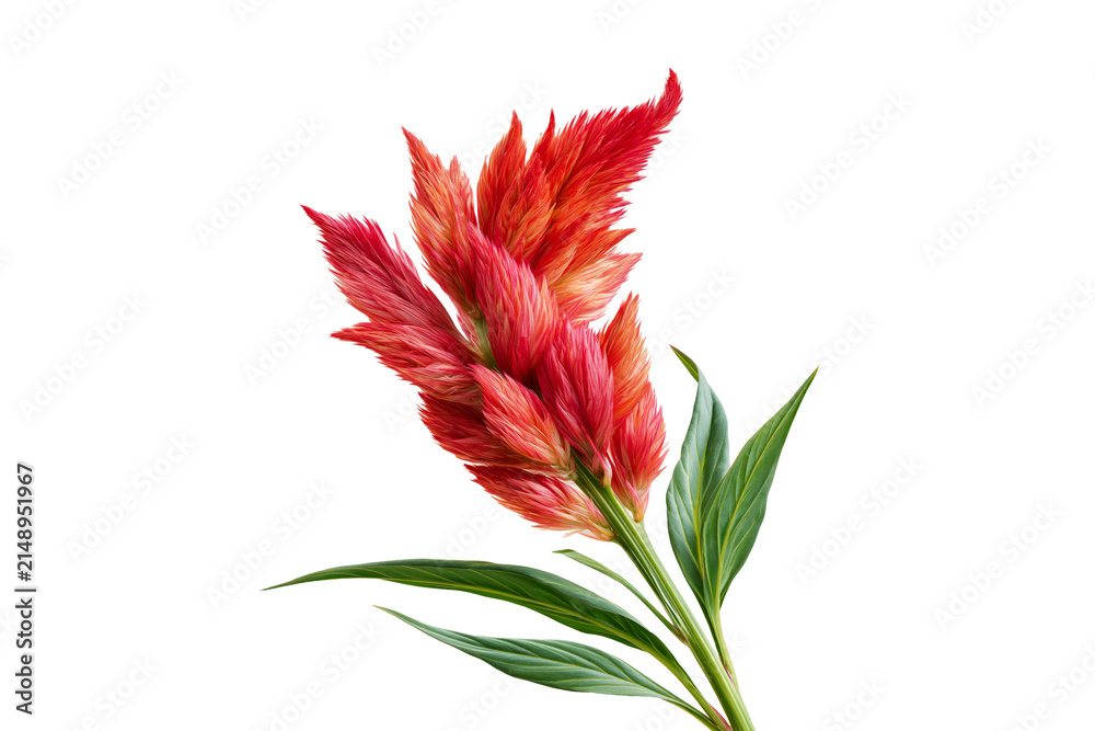 Fototapeta premium Red celosia cockscomb flower with green leaves isolated on white background, botanical beauty concept