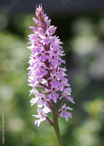 Single pink common spotted orchid flower growing in garden
